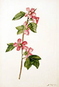 Mallow (Malva trimestris)
