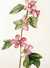 Mallow (Malva trimestris) by  Jacob (circa 1687-1740) VAN HUYSUM from Donald Heald Rare Books - Used Book