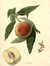 La Bourdine [Peach] by  William (1779-1832) HOOKER from Donald Heald Rare Books - Used Book