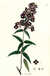 Osbeckia ternifolia [Pl. 240] by  Nathaniel (1786-1854) WALLICH from Donald Heald Rare Books - Used Book