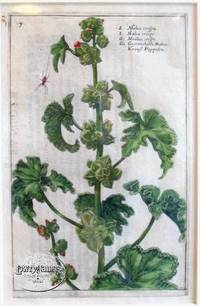 Hortus Floridus  Pl. 9 Malva crispa