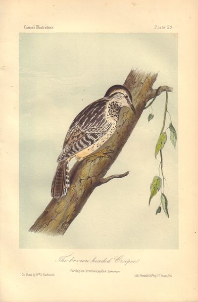 Image for The brown headed Creeper: Picolaptes brunneicapillus Plate 25 in Illustrations of the Birds of California, Texas, Oregon, British and Russian America.