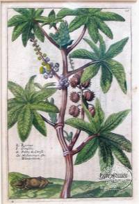 Hortus Floridus  Pl. 10 Palme de Christ