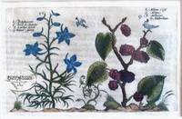 Hortus Floridus  Pl. 66/67 Delphinium & Mulberry