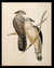 [Pacific Baza (Aciveda subcristata)] by  J. after John GOULD EVERARD from Donald Heald Rare Books - Used Book