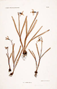 Galanthus nivalis [Pl. 175]