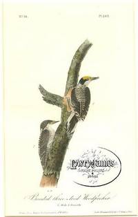 Pl. 269 Banded Three-toed Woodpecker The Birds of America, from Drawings Made in the United States and Their Territories Pl. 269 Banded Three-toed Woodpecker The Birds of America, from Drawings Made in the United States and Their Territories