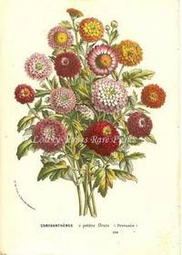 Chrysanthemes Flore des Serres et des Jardins de l'Europe Chrysanthemes Flore des Serres et des Jardins de l'Europe