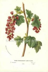 Ribes Sanguineum Flore Pleno Flore des Serres et des Jardins de l'Europe Ribes Sanguineum Flore Pleno Flore des Serres et des Jardins de l'Europe