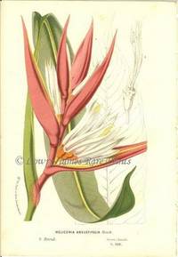 Heliconia angustifolia. (Bird of Paradise). Native ot Brazil. Flore des Serres et des Jardins de l'Europe Heliconia angustifolia. (Bird of Paradise). Native ot Brazil. Flore des Serres et des Jardins de l'Europe