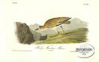 Pl. 318 Rocky Mountain Plover The Birds of America, from Drawings Made in the United States and Their Territories Pl. 318 Rocky Mountain Plover The Birds of America, from Drawings Made in the United States and Their Territories
