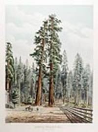 Sequoia Wellingtonia. The Two Guardsmen