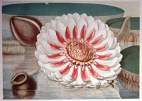 VICTORIA REGIA: OR THE GREAT WATER LILY OF AMERICA