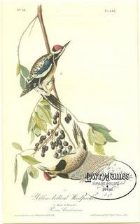 Pl. 267 Yellow-bellied Woodpecker  The Birds of America, from Drawings Made in the United States and Their Territories