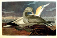 Gannet. From "The Birds of America" (Amsterdam Edition) [Pl. 326]
