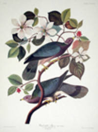 Band-tailed Pigeon. From "The Birds of America" (Amsterdam Edition) [Pl. 367]