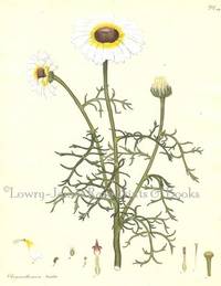 Botanists' Repository for New and Rare Plants. Pl. 109 Chrysanthemum tricolor