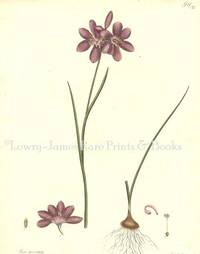 Botanists' Repository for New and Rare Plants. Pl. 177 Ixia puncata