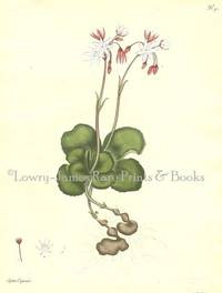 Botanists' Repository for New and Rare Plants. Pl. 90 Septas Capensis