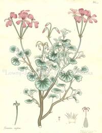 Botanists' Repository for New and Rare Plants. Pl. 108 Geranium reniforme