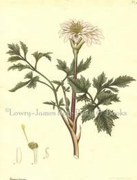 Botanists' Repository for New and Rare Plants. Pl. 9 Atragene Capensis