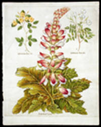 Iasminum flor. alb. [White jasmine]; Iasminum flor. lut. [Fragrant jasmine]; Acanthus Leuis [Acanthus or bear's breech]