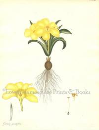 Botanists' Repository for New and Rare Plants. Pl. 164 Galaxia grandiflora