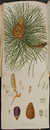 A Description of the Genus Pinus, with directions relative to the cultivation, and remarks on the uses of the several species: also descriptions of many other new species of the family Conifer&aelig; by  Aylmer Bourke (1761-1842) LAMBERT from Donald Heald Rare Books - Used Book - Hardcover