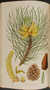 A Description of the Genus Pinus, with directions relative to the cultivation, and remarks on the uses of the several species: also descriptions of many other new species of the family Conifer&aelig; by  Aylmer Bourke (1761-1842) LAMBERT from Donald Heald Rare Books - Used Book - Hardcover