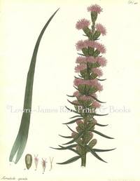 Botanists' Repository for New and Rare Plants. Pl. 401 Seratula spicata (Liatris)