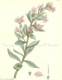 Botanists' Repository for New and Rare Plants. Pl. 165 Echium glaucophyllum