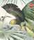 [Yellow-crowned Amazon]  `20. / Le Perroquet &agrave; t&egrave;te jaune. (Buffon)/ Psittacus ochrocephalus (Gmelin) / Ameriquel' by  Edouard (1809-1865) TRAVI&Egrave;S from Donald Heald Rare Books - Used Book