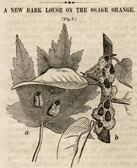 The American Entomologist. Vol. 1, No. 1. [caption title]