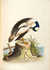 A Natural History of Uncommon Birds, and of Some Other Rare and Undescribed Animals by  George (1694-1773) EDWARDS from Donald Heald Rare Books - Used Book - Hardcover