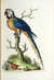 A Natural History of Uncommon Birds, and of Some Other Rare and Undescribed Animals by  George (1694-1773) EDWARDS from Donald Heald Rare Books - Used Book - Hardcover