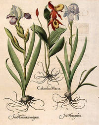 Calceolus Mari&aelig; [Lady's Slipper]; Iris Portugalica [Blue variegated bearded Iris]; Iris Pannonica variegata [Dark variegated bearded Iris]