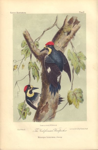 Image for The Californian Woodpecker: Melanerpes formicivorus (Swains) Plate 2 in Illustrations of the Birds of California, Texas, Oregon, British and Russian America.