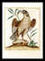 Faucon Tartare, ou de Barbarie [Barbary Falcon] [Pl. 22] by  Maddalena BOUCHARD from Donald Heald Rare Books - Used Book