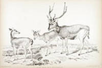 Javan Rusa Rusa Moluccensis