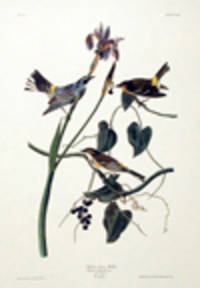 Yellow-crown Warbler. From "The Birds of America" (Amsterdam Edition) [Pl. 153]