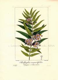 Malpighia angustifolia. Flore des Jardiniers, Amateurs et Manufacturiers d'apres les dessins de Bessa Malpighia angustifolia. Flore des Jardiniers, Amateurs et Manufacturiers d'apres les dessins de Bessa