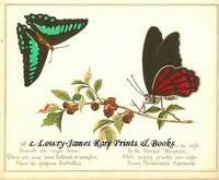 A Glimpse of Oriental Nature, Pictures with Verses: Butterflies (Papilio Memnon & Chlorisses Sarpedon)