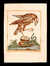 Faucon coleur de marron avec un grand bec aquilin [Chestnut-coloured Falcon with long beak] [Pl. 28] by  Maddalena BOUCHARD from Donald Heald Rare Books - Used Book