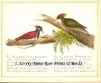 A Glimpse of Oriental Nature, Pictures with Verses: Woodpeckers