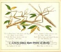 A Glimpse of Oriental Nature, Pictures with Verses: Stick Insect