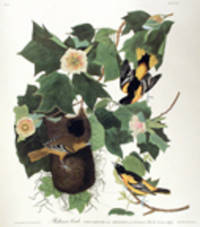 Baltimore Oriole. From "The Birds of America" (Amsterdam Edition) [Pl.  12]