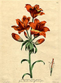 Lilium purpureo oroceum majus / Great Lily witha Purple Saffron coloured flower [Pl. 70]