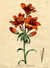 Lilium purpureo oroceum majus / Great Lily witha Purple Saffron coloured flower [Pl. 70] by  John (1742-1815) EDWARDS from Donald Heald Rare Books - Used Book