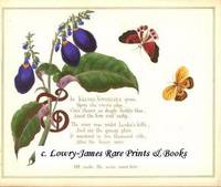 A Glimpse of Oriental Nature, Pictures with Verses: Klugia Notoniana with Butterflies