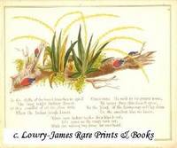 A Glimpse of Oriental Nature, Pictures with Verses: Oberonia (Aloe) and Indian Beetles